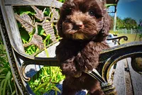 Jolene-LABOR DAY SALE-TAKE $100 OFF!!!, a female Havanese for sale in Marshfield, MO – 7 of 10