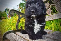 Harmony-LABOR DAY SALE-TAKE $100 OFF!!!, a female Havanese and Poodle - Toy  for sale in Marshfield, MO – 5 of 10