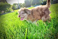 Destiny, a female Havanese and Poodle - Toy  for sale in Marshfield, MO – 5 of 10
