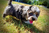 Icon, a male Havanese and Havapoo for sale in Marshfield, MO – 8 of 10