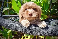 Oscar, a male Havapoo for sale in Marshfield, MO – 3 of 10