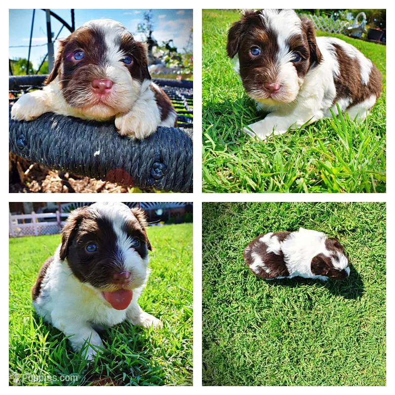 Teddy – Havanese, Poodle - Toy  puppy for sale in Marshfield, MO