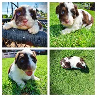 Teddy, a male Havanese and Poodle - Toy  for sale in Marshfield, MO – 1 of 10