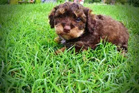 Valentino, a male Havanese and Poodle - Toy  for sale in Marshfield, MO – 7 of 10