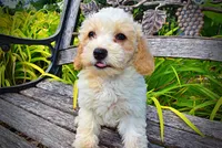 Ashley, a female Havanese and Poodle - Toy  for sale in Marshfield, MO – 3 of 9
