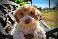 Nemo, a male Havapoo for sale in Marshfield, MO – 3 of 10