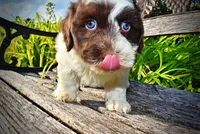 Teddy-SUMMER SALE!!  $100 off listed price!!, a male Havanese and Poodle - Toy  for sale in Marshfield, MO – 7 of 9