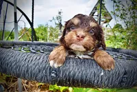 Vixen, a female Havanese and Poodle - Toy  for sale in Marshfield, MO – 3 of 10