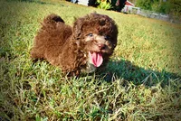 Lil Lady, a female Havapoo for sale in Marshfield, MO – 7 of 10