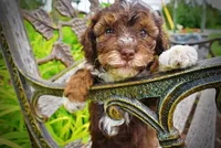 Vanity, a female Havanese and Poodle - Toy  for sale in Marshfield, MO – 7 of 10