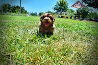 Ironman, a male Havanese and Poodle - Toy  for sale in Marshfield, MO – 6 of 10