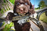 Jasper-LABOR DAY SALE-TAKE $100 OFF!!!, a male Havanese and Havapoo for sale in Marshfield, MO – 3 of 10