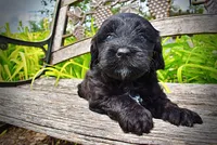 Webster, a male Havanese and Poodle - Toy  for sale in Marshfield, MO – 6 of 10