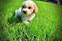 Ashley, a female Havanese and Poodle - Toy  for sale in Marshfield, MO – 8 of 9