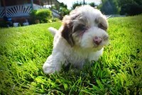 Simba-SUMMER SALE!!  $100 off listed price!!, a male Havanese and Poodle - Toy  for sale in Marshfield, MO – 8 of 9