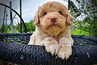 Valor, a male Havanese and Poodle - Toy  for sale in Marshfield, MO – 8 of 9
