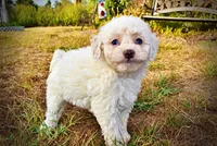 Melody, a female Havapoo for sale in Marshfield, MO – 9 of 10