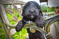 Webster, a male Havanese and Poodle - Toy  for sale in Marshfield, MO – 3 of 10
