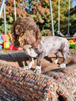 Chewy, a male Havanese and Poodle - Toy  for sale in Marshfield, MO – 10 of 10