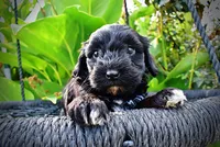 Harmony, a female Havanese and Poodle - Toy  for sale in Marshfield, MO – 4 of 10