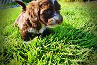 Tootsie--SUMMER SALE!!  $100 off listed price!!, a female Havanese and Poodle - Toy  for sale in Marshfield, MO – 8 of 9