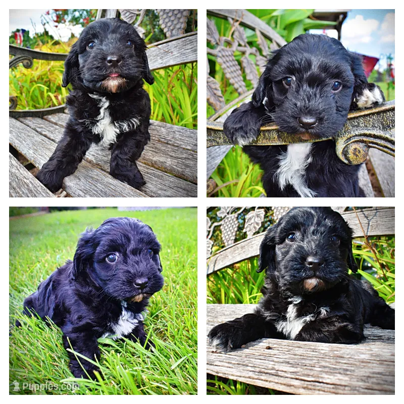 Harmony – Havanese, Poodle - Toy  puppy for sale in Marshfield, MO