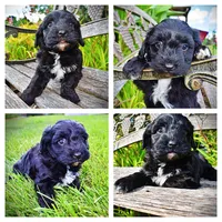 Harmony, a female Havanese and Poodle - Toy  for sale in Marshfield, MO – 1 of 10
