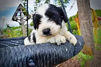 Shadow, a male Havanese and Poodle - Toy  for sale in Marshfield, MO – 2 of 10