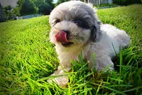 Sugar-SUMMER SALE!!  $100 off listed price!, a female Havanese and Poodle - Toy  for sale in Marshfield, MO – 4 of 8