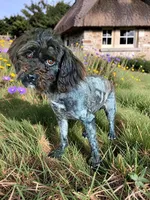 Kudos, a male Havanese and Havapoo for sale in Marshfield, MO – 9 of 10