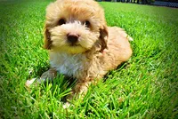 Ella, a female Havanese and Poodle - Toy  for sale in Marshfield, MO – 8 of 9