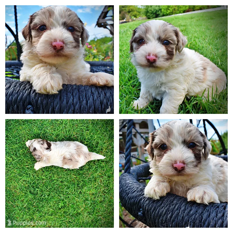 Simba – Havanese, Poodle - Toy  puppy for sale in Marshfield, MO