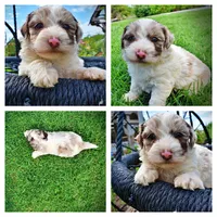 Simba, a male Havanese and Poodle - Toy  for sale in Marshfield, MO – 1 of 10