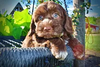 Coco, a male Havanese and Poodle - Toy  for sale in Marshfield, MO – 7 of 9