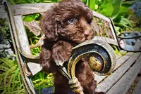 Jolene-LABOR DAY SALE-TAKE $100 OFF!!!, a female Havanese for sale in Marshfield, MO – 5 of 10