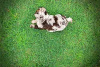 Whisky, a male Havanese and Poodle - Toy  for sale in Marshfield, MO – 6 of 10