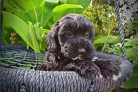 Harmony-LABOR DAY SALE-TAKE $100 OFF!!!, a female Havanese and Poodle - Toy  for sale in Marshfield, MO – 6 of 10
