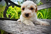 Ashley, a female Havanese and Poodle - Toy  for sale in Marshfield, MO – 7 of 10