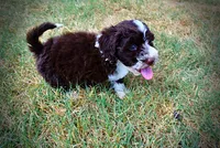 Katie, a female Havanese and Havapoo for sale in Marshfield, MO – 7 of 10