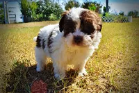 Noella, a female Havapoo for sale in Marshfield, MO – 3 of 10