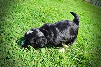 Taz, a male Havanese and Poodle - Toy  for sale in Marshfield, MO – 6 of 10