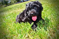 Isabella, a female Havanese and Poodle - Toy  for sale in Marshfield, MO – 2 of 10