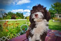 Diva, a female Havanese and Poodle - Toy  for sale in Marshfield, MO – 8 of 10