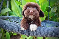 Kricket, a female Havanese and Havapoo for sale in Marshfield, MO – 4 of 9