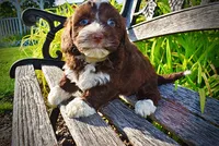 Tootsie--SUMMER SALE!!  $100 off listed price!!, a female Havanese and Poodle - Toy  for sale in Marshfield, MO – 4 of 9