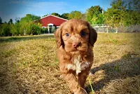 Muppet, a male Havapoo for sale in Marshfield, MO – 9 of 10