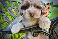 Star-SUMMER SALE!!  $100 off listed price!!, a female Havanese and Poodle - Toy  for sale in Marshfield, MO – 6 of 9