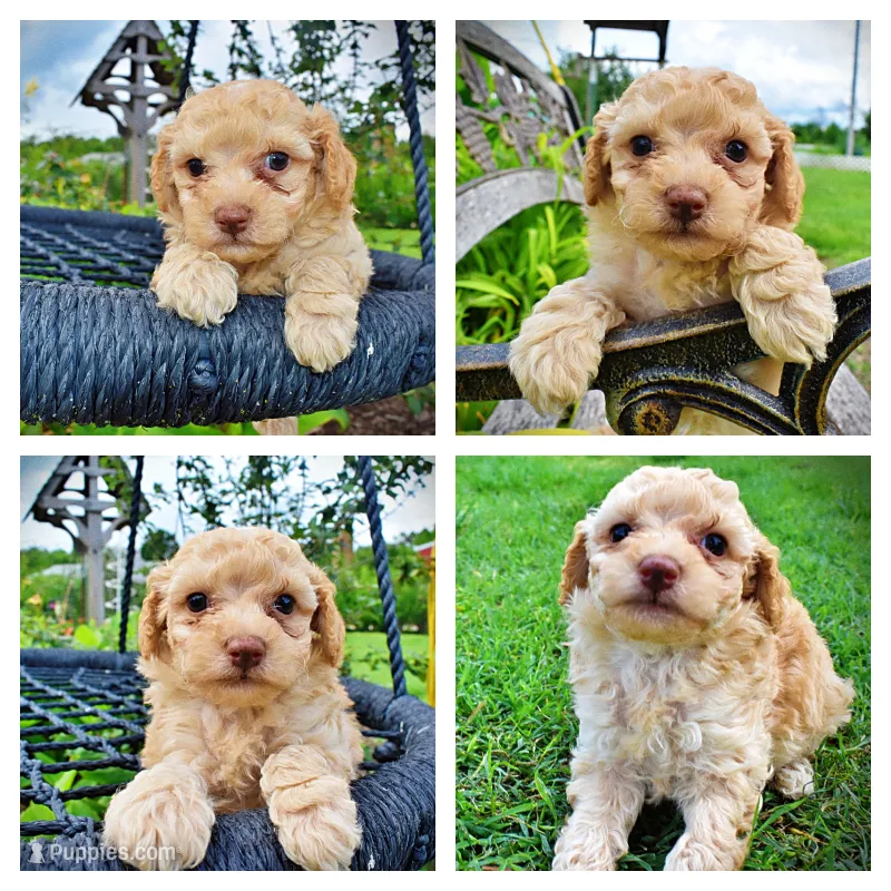 Ajax – Havanese, Poodle - Toy  puppy for sale in Marshfield, MO