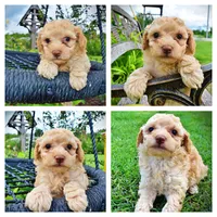 Ajax, a male Havanese and Poodle - Toy  for sale in Marshfield, MO – 1 of 8