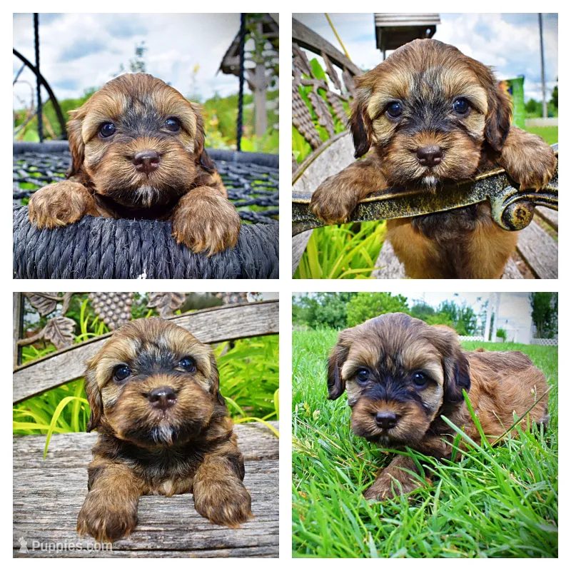 Willow – Havanese, Poodle - Toy  puppy for sale in Marshfield, MO